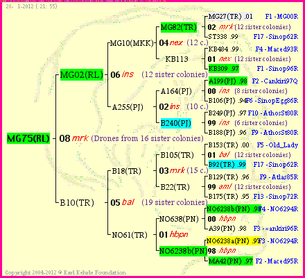 Pedigree of MG75(RL) :
four generations presented