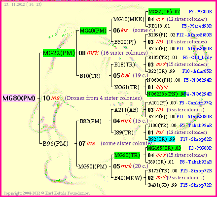 Pedigree of MG80(PM) :
four generations presented