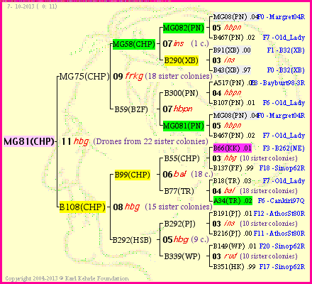 Pedigree of MG81(CHP) :
four generations presented