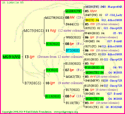 Pedigree of MG91(AS) :
four generations presented