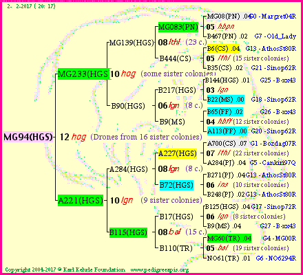 Pedigree of MG94(HGS) :
four generations presented