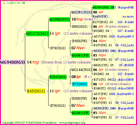 Pedigree of MG940(HGS) :
four generations presented