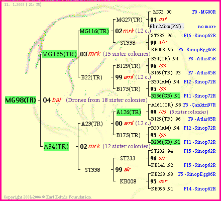 Pedigree of MG98(TR) :
four generations presented