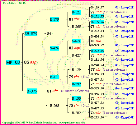 Pedigree of MP103 :
four generations presented