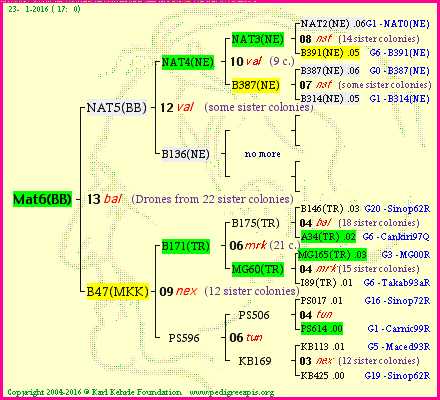 Pedigree of Mat6(BB) :
four generations presented