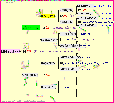 Pedigree of Mf429(JPN) :
four generations presented