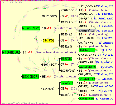 Pedigree of N104(DDC) :
four generations presented