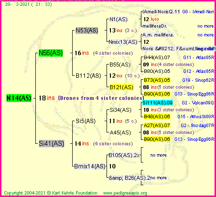 Pedigree of N14(AS) :
four generations presented
it's temporarily unavailable, sorry!