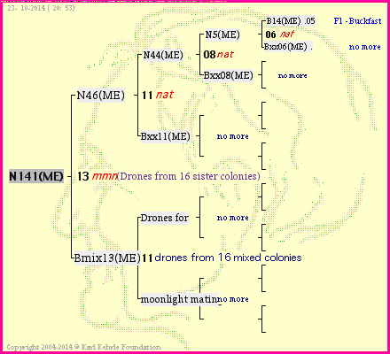 Pedigree of N141(ME) :
four generations presented