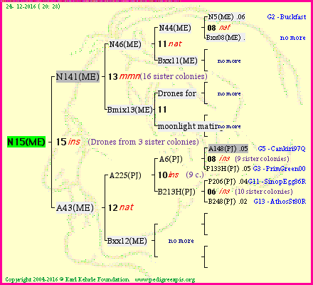 Pedigree of N15(ME) :
four generations presented