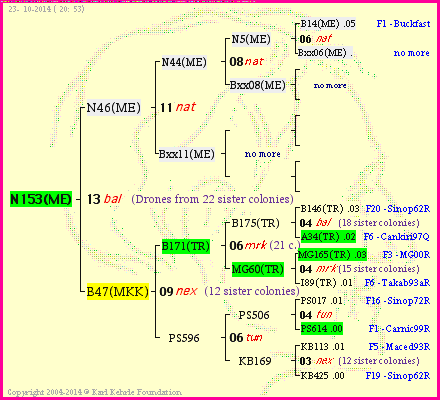 Pedigree of N153(ME) :
four generations presented