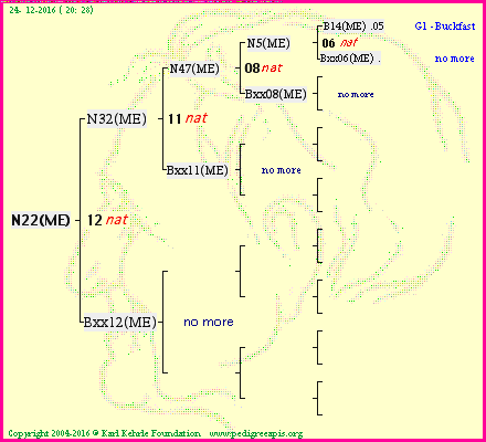 Pedigree of N22(ME) :
four generations presented