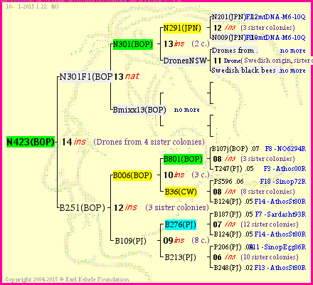 Pedigree of N423(BOP) :
four generations presented