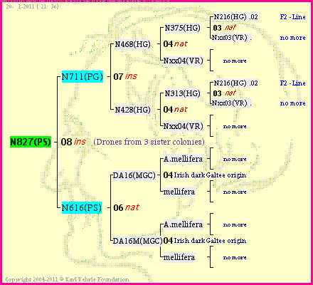 Pedigree of N827(PS) :
four generations presented