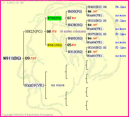 Pedigree of N911(DG) :
four generations presented