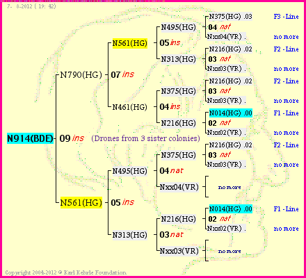 Pedigree of N914(BDE) :
four generations presented