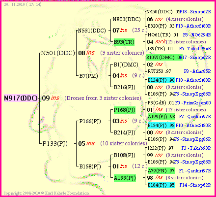 Pedigree of N917(DDC) :
four generations presented