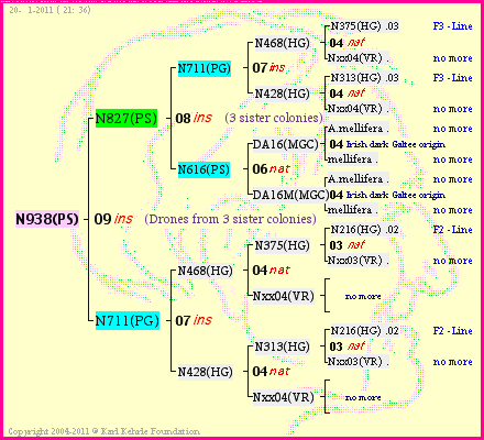 Pedigree of N938(PS) :
four generations presented