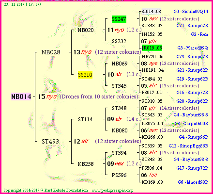 Pedigree of NB014 :
four generations presented<br />it's temporarily unavailable, sorry!