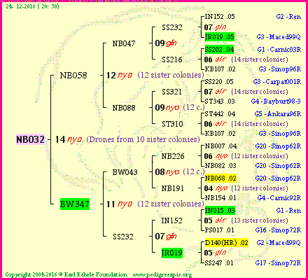 Pedigree of NB032 :
four generations presented