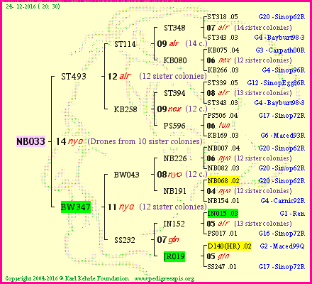 Pedigree of NB033 :
four generations presented