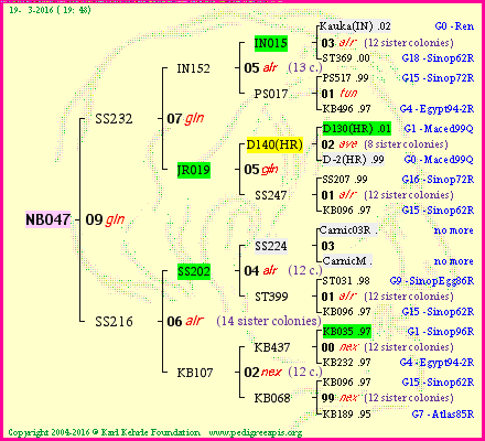 Pedigree of NB047 :
four generations presented