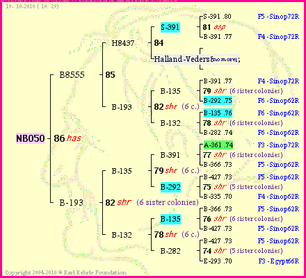 Pedigree of NB050 :
four generations presented
it's temporarily unavailable, sorry!