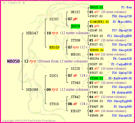 Pedigree of NB058 :
four generations presented