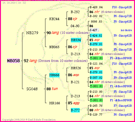 Pedigree of NB058 :
four generations presented