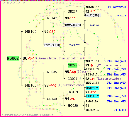 Pedigree of NB062 :
four generations presented