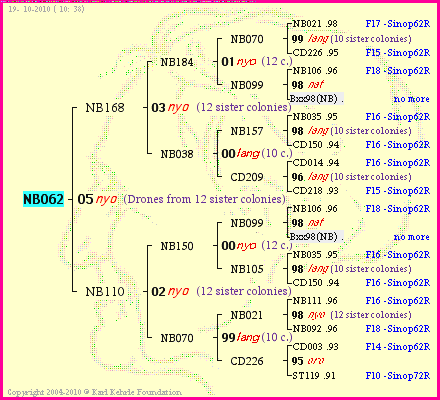 Pedigree of NB062 :
four generations presented