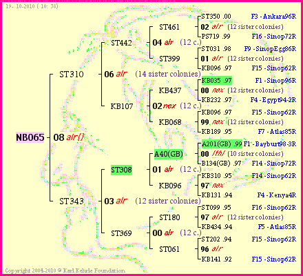 Pedigree of NB065 :
four generations presented