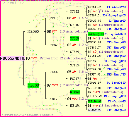 Pedigree of NB065xNB103 :
four generations presented