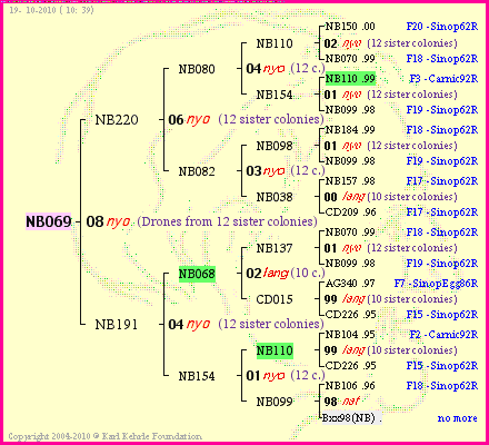 Pedigree of NB069 :
four generations presented