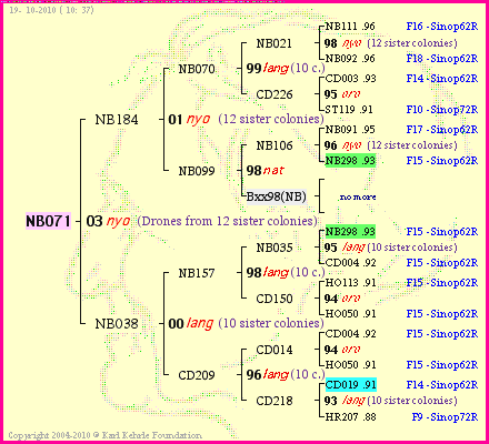 Pedigree of NB071 :
four generations presented