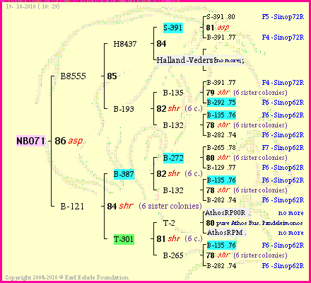 Pedigree of NB071 :
four generations presented