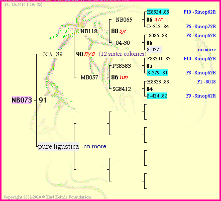 Pedigree of NB073 :
four generations presented