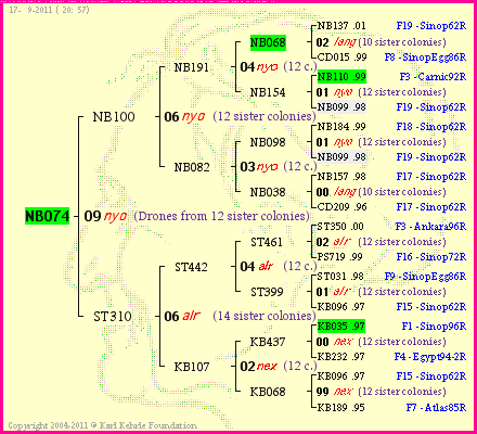 Pedigree of NB074 :
four generations presented