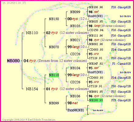 Pedigree of NB080 :
four generations presented