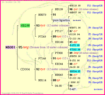 Pedigree of NB081 :
four generations presented