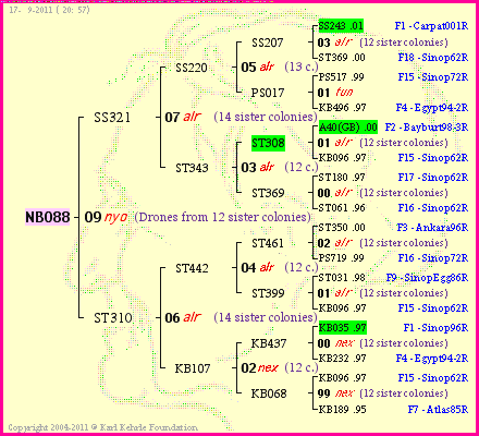 Pedigree of NB088 :
four generations presented<br />it's temporarily unavailable, sorry!