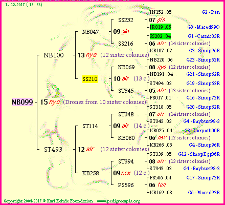 Pedigree of NB099 :
four generations presented