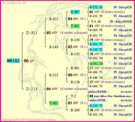 Pedigree of NB102 :
four generations presented