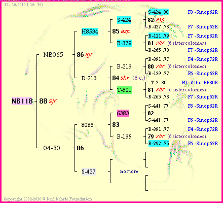 Pedigree of NB118 :
four generations presented