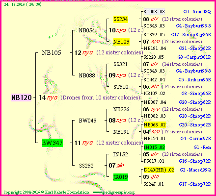 Pedigree of NB120 :
four generations presented