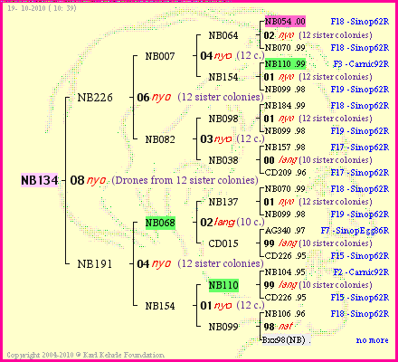 Pedigree of NB134 :
four generations presented