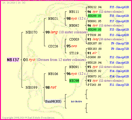 Pedigree of NB137 :
four generations presented