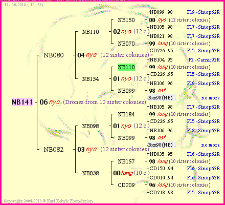 Pedigree of NB141 :
four generations presented