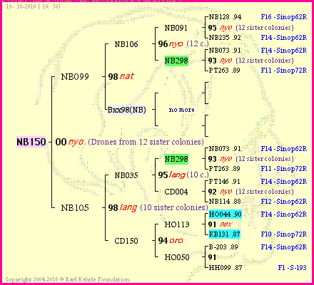 Pedigree of NB150 :
four generations presented