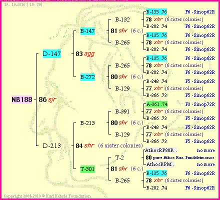 Pedigree of NB188 :
four generations presented